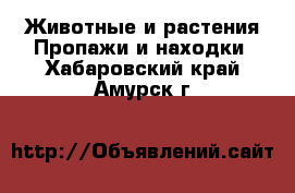 Животные и растения Пропажи и находки. Хабаровский край,Амурск г.